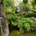 写真: ホトトギス咲く庭・・退蔵院 11