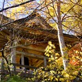 写真: 箱根の紅葉 027