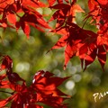 写真: 箱根の紅葉 198