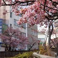 あたみ桜〜7
