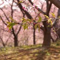写真: 桜色に染めて・・
