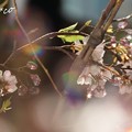 写真: クリスタルの桜彩..9