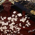 写真: 桜彩の妙本寺..8