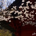 写真: 桜彩の妙本寺..9