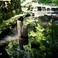 写真: 緑を映す池・・