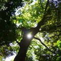 写真: 大樹より清らかな光・・