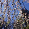 写真: 山下公園のしだれ桜-019