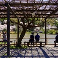 写真: 桜景色を楽しむ人々・・