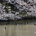 写真: 三渓園〜春〜-138