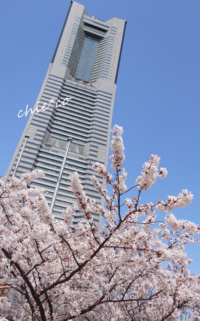 写真: みなとみらい桜景色-004