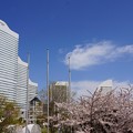 写真: みなとみらい桜景色-006