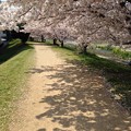 写真: 伊川の桜