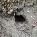 写真: カワセミの巣穴
