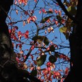 玉串川の桜　２
