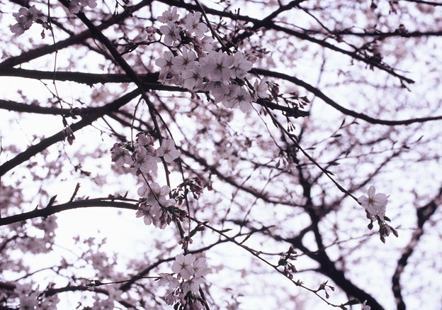 写真: 桜3