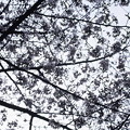 写真: 桜4