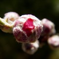 花桃の蕾