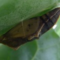 写真: モンシロチョウの蛹？