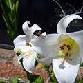 写真: 白い花と白い蜘蛛