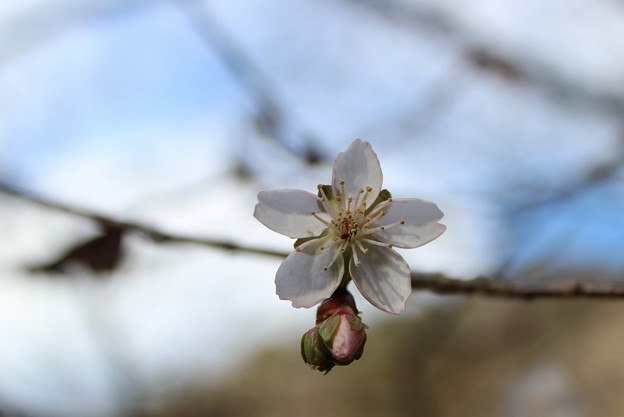 写真: 桜が撮れました