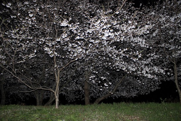 写真: 会所裏の夜桜