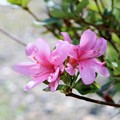 写真: ４月に咲くサツキ