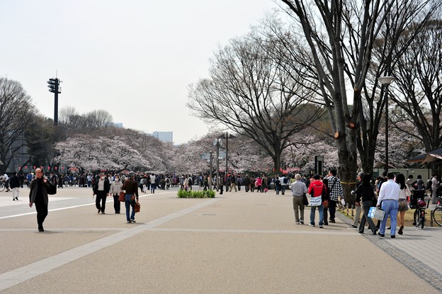 上野公園の桜はもう盛り上がっても良いレベル