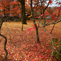 写真: ９永観堂一面散り紅葉