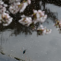 写真: お花見カワセミ