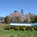 写真: ２枝垂れ桜