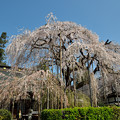 写真: ３メインの糸桜