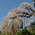 写真: ５メインの糸桜