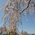 写真: ６メインの糸桜