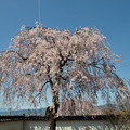 ７塀際の枝垂れ桜