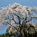 写真: ２７乙ヶ妻の枝垂れ桜３