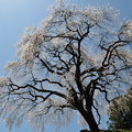 写真: ３０乙ヶ妻の枝垂れ桜６