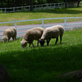 写真: ４まきば公園羊たち