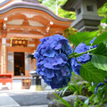 写真: １青き紫陽花