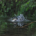 写真: ゴイサギ幼鳥水浴び２