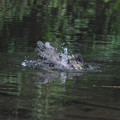写真: ゴイサギ幼鳥水浴び４