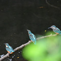 写真: カワセミ幼鳥8