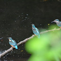写真: カワセミ幼鳥9