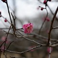 梅咲きはじめ2月６日