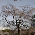 小石川後楽園の枝垂れ桜３