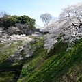千鳥ヶ淵の桜１