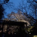 写真: 枝垂れ桜を見に行く人々