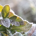 写真: 霜の朝010