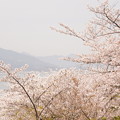 宮島「多宝塔」から見る瀬戸内と大鳥居と桜