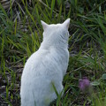 川辺に座る白猫