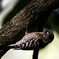 写真: 小啄木鳥